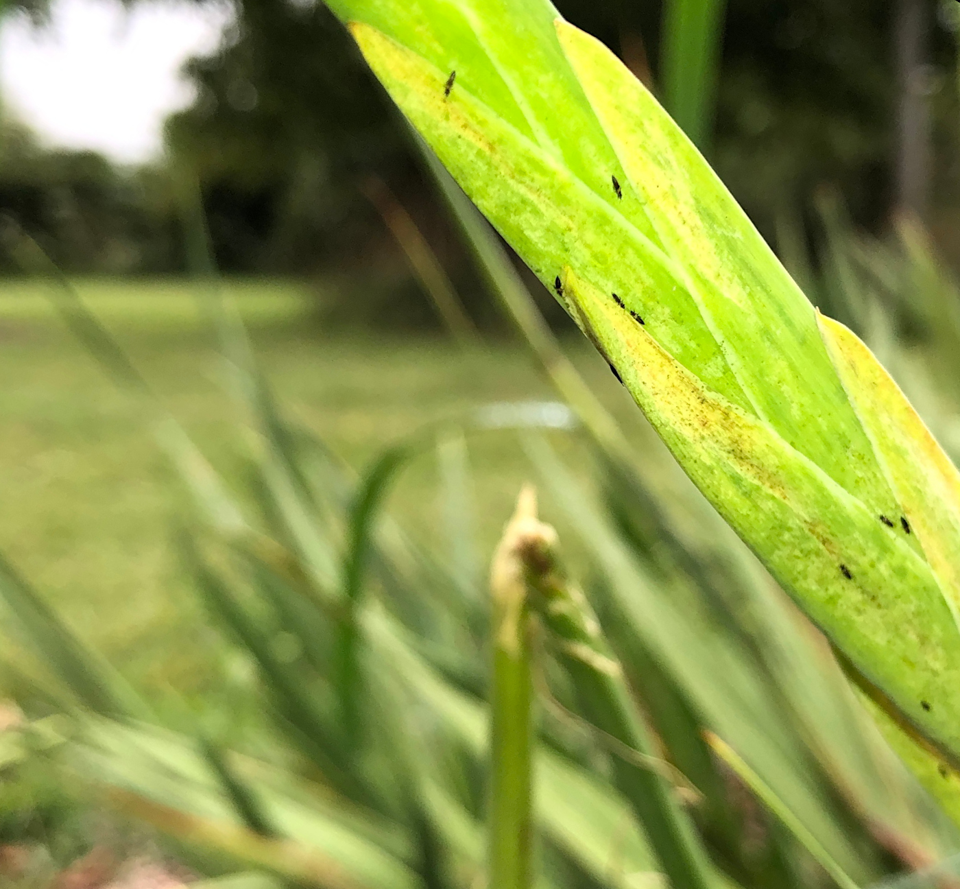 Tiny black bugs on a thin green stem.