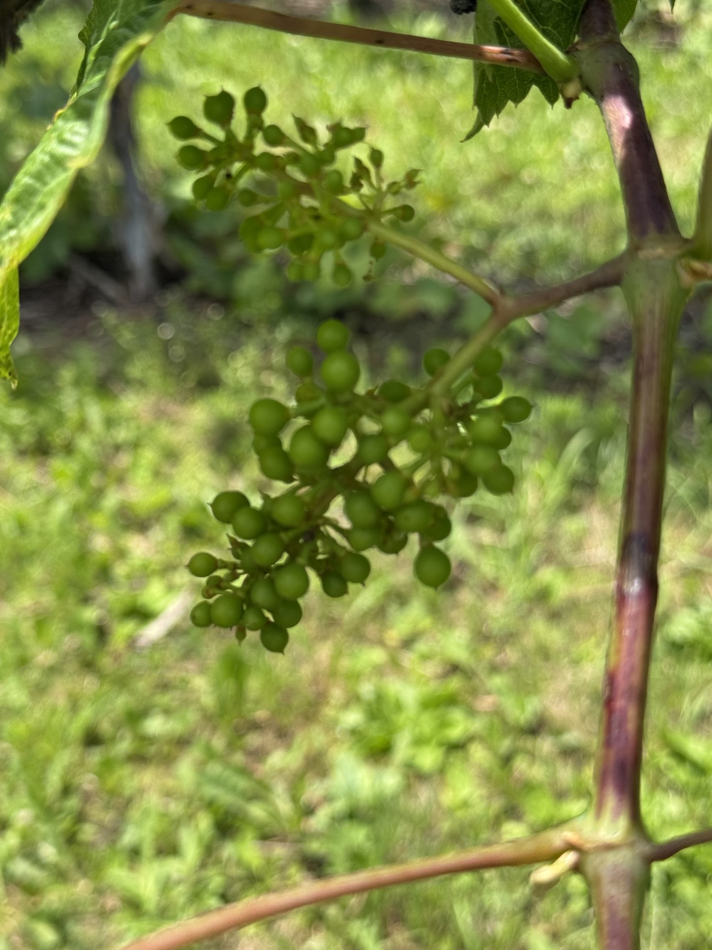 A cluster of unripe grapes beginning to grow 