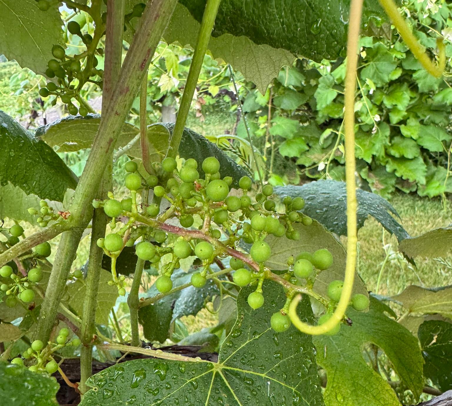 Grapes at buckshot size on the vine.