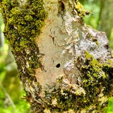 Moss-covered tree branch with bark removed around a small round insect exit hole associated with emerald ash borer damage.