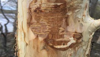 Close-up of stripped tree bark showing dark winding insect galleries and exposed wood beneath the surface.