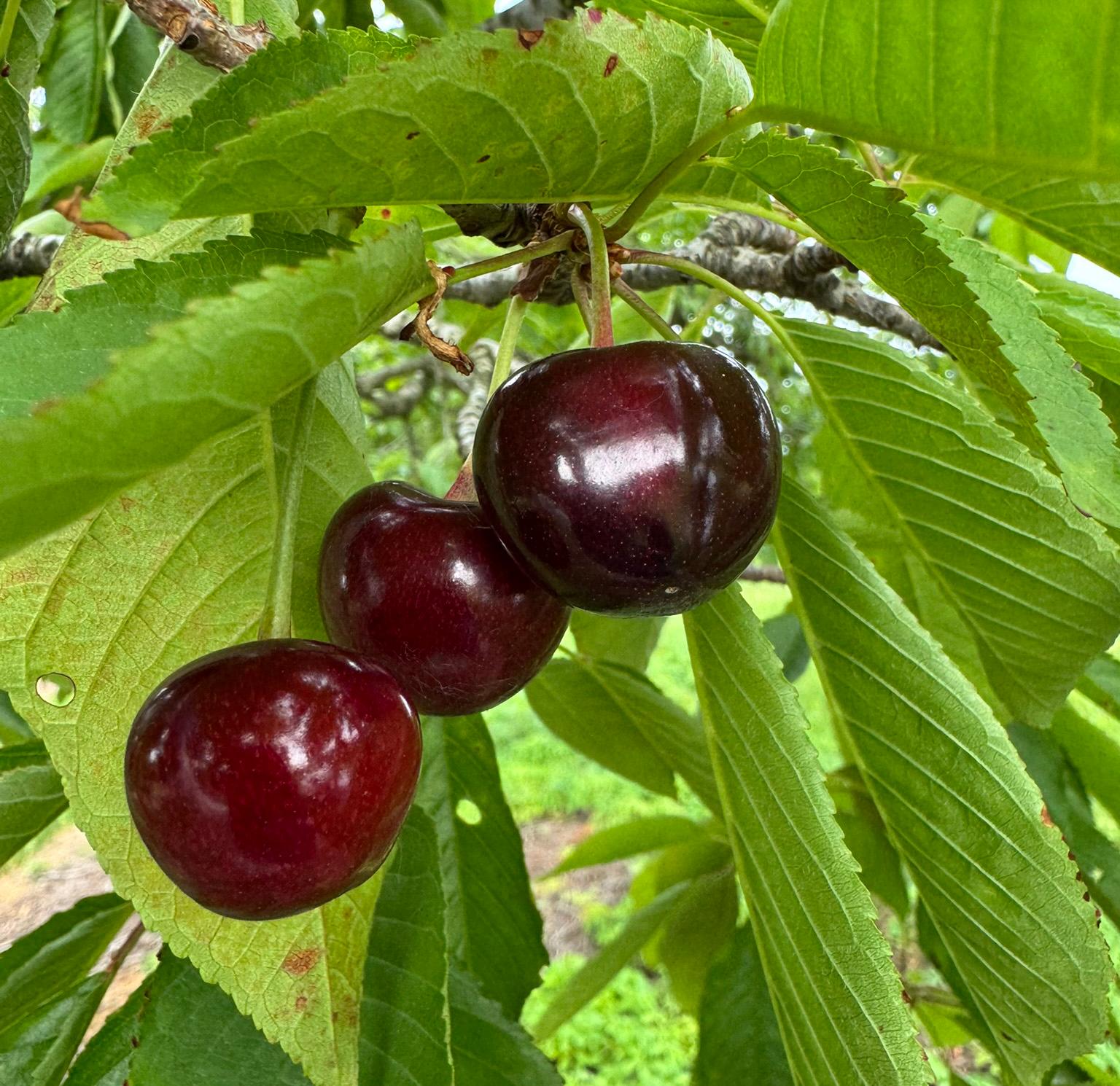 Three sweet cherries ready for harvesting.