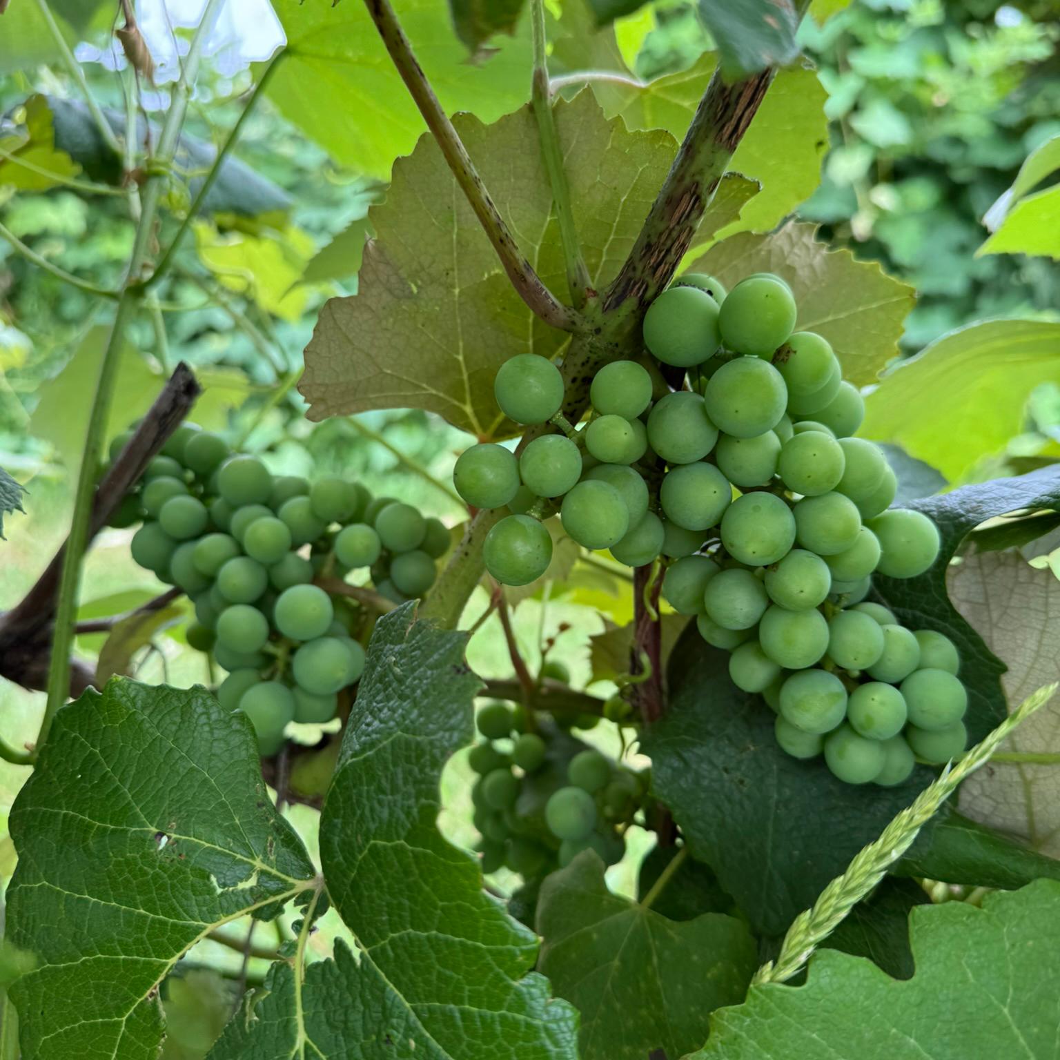 Grapes hanging from a tree.