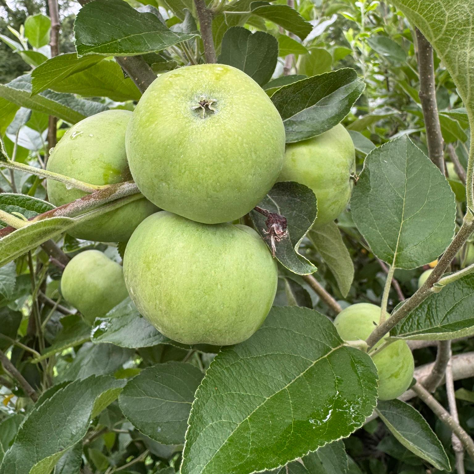 Green apples hanging from a tree.