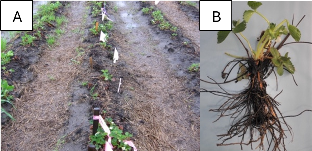 Strawberry plants with black root rot showing reduced vigor and fewer runners, and roots with a "rat-tail" appearance due to severe black root rot.