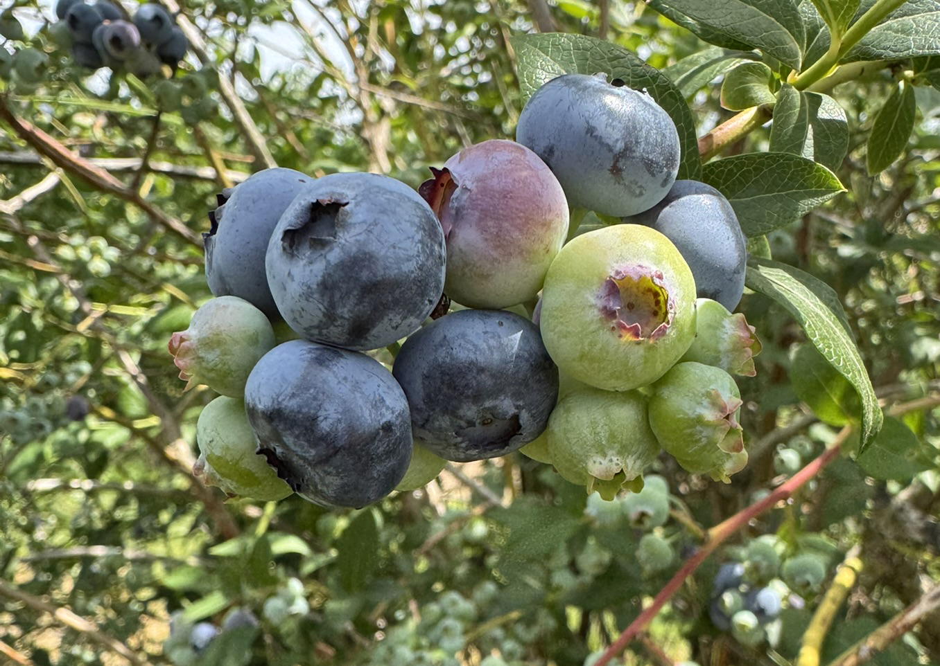 Duke blueberries ripening.