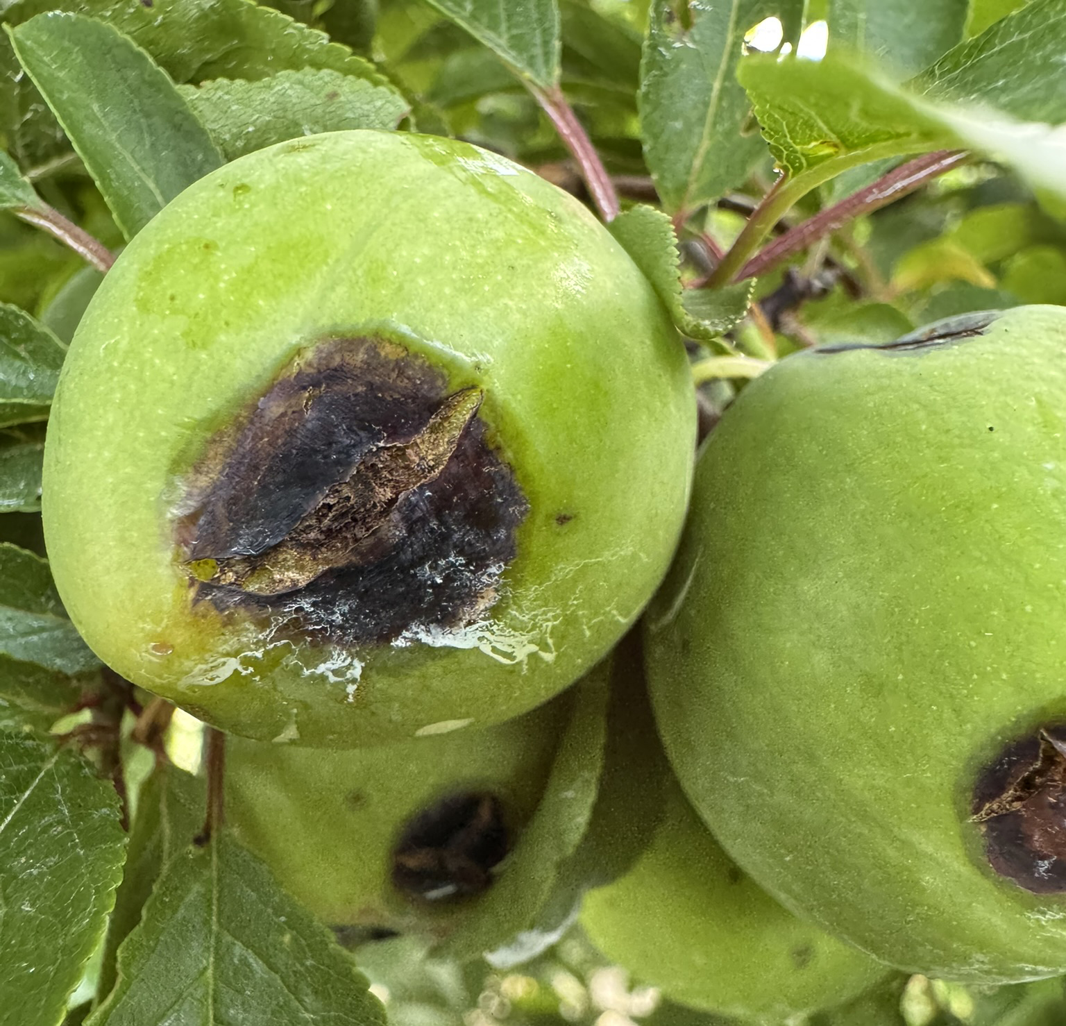 Methley plums with cracking from bacterial spot.