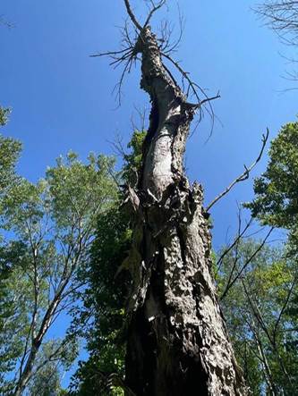 Tall dead ash tree with broken branches and peeling bark standing against a clear blue sky in a forest.