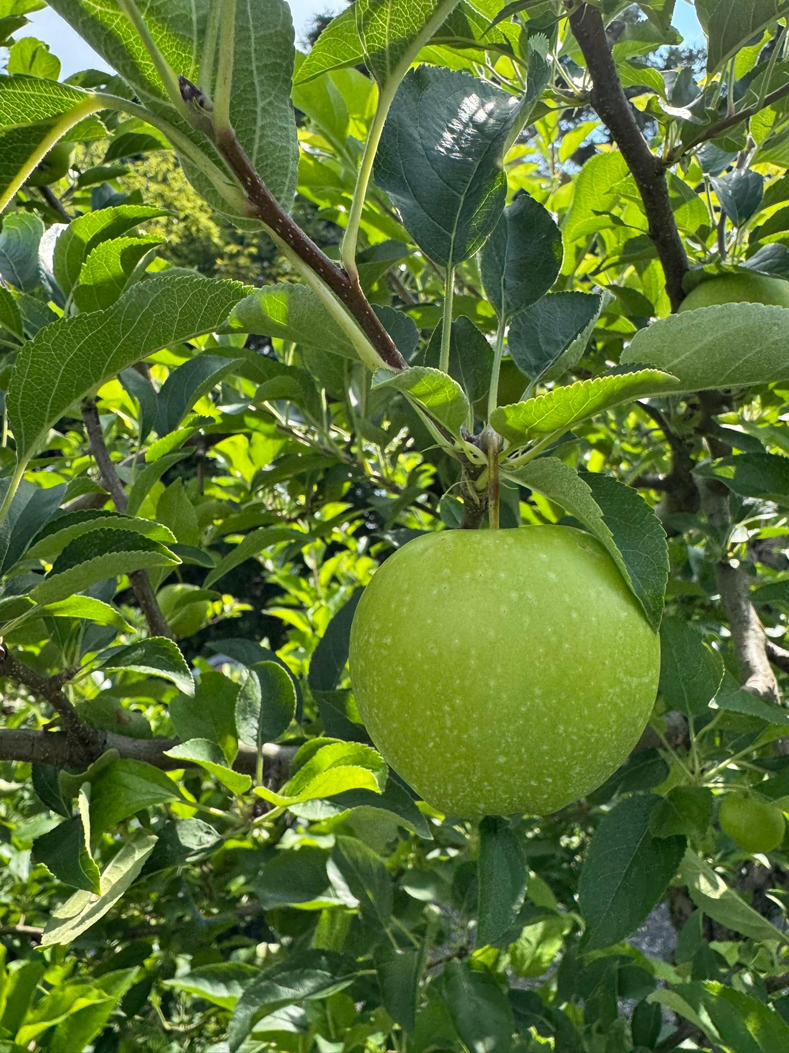 An unripe golden delicious apple. 