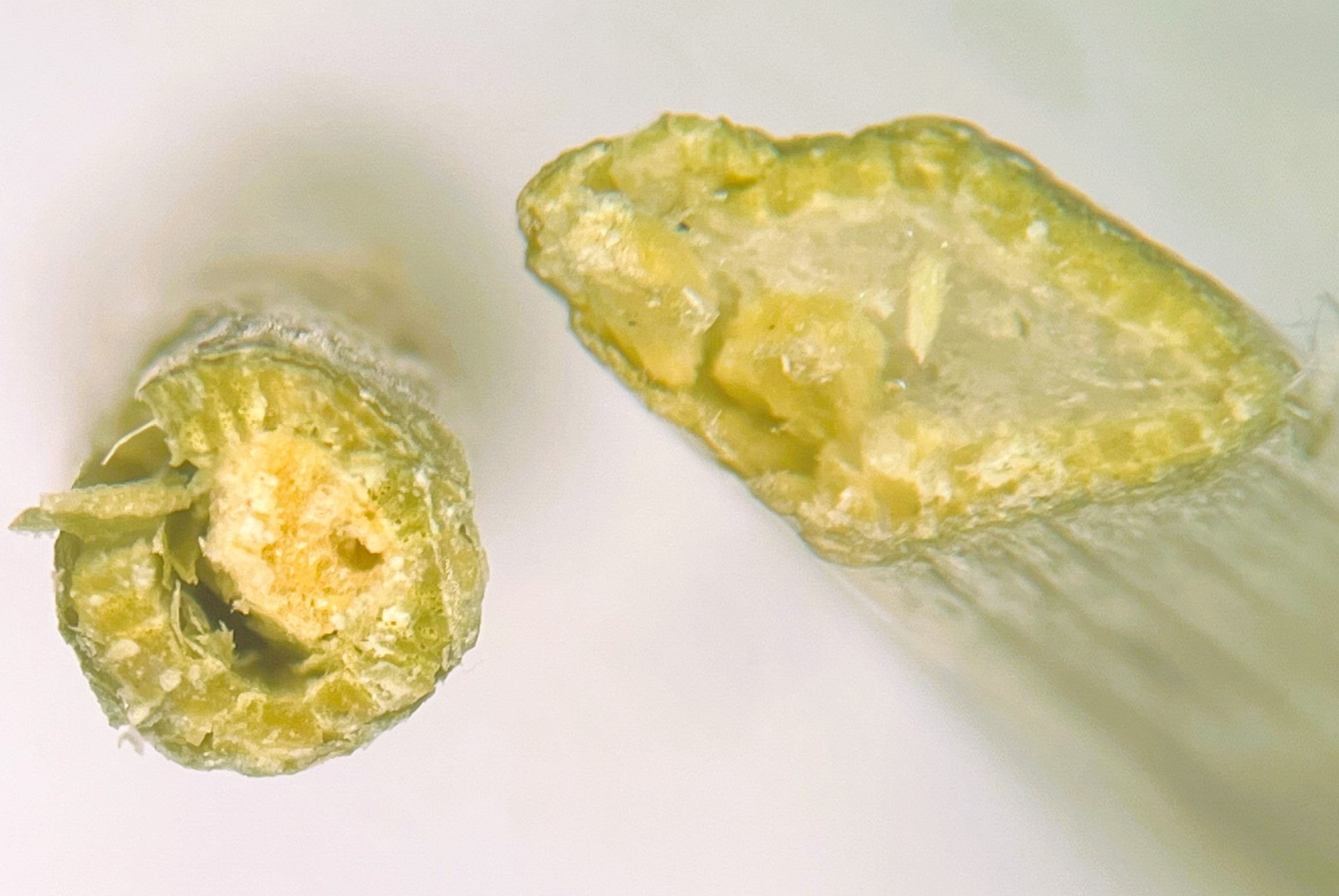 Photo shows a cross section of a round hoary alyssum stem on the left and an angled alfalfa stem on the right.