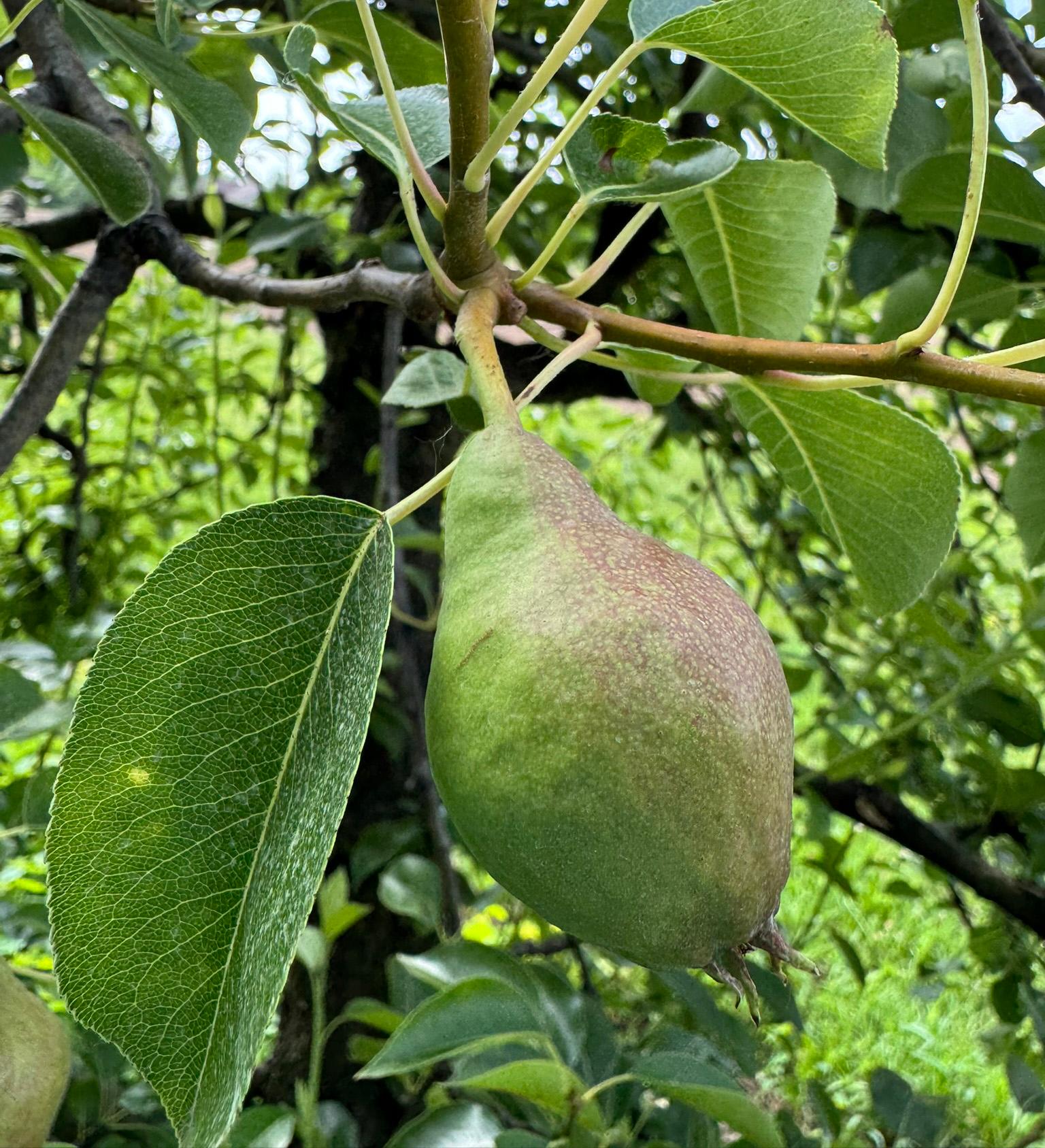 A Bartlett pear hanging from a tree.
