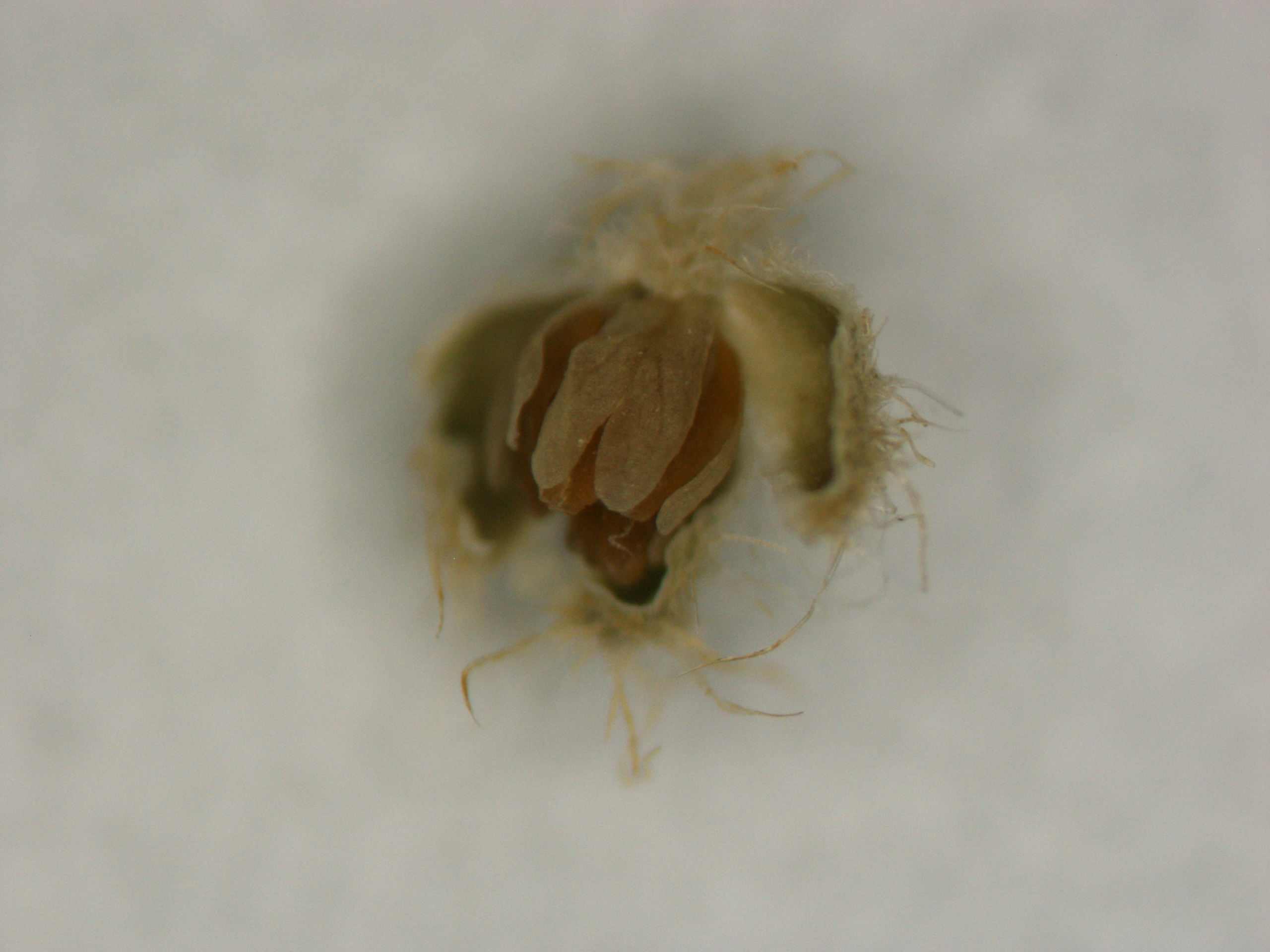 Extreme close-up photo of a dissected hoary alyssum flower bud showing a developing, deeply notched petal.