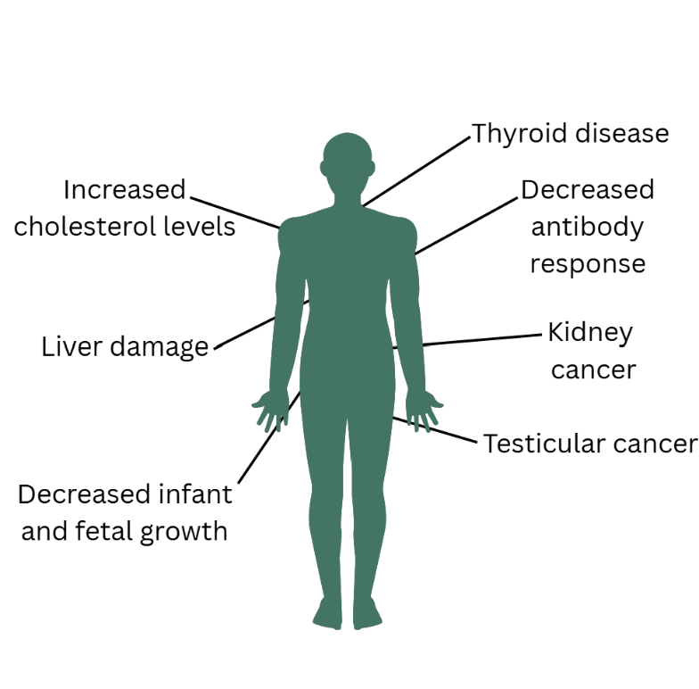 Infographic showing a human silhouette with labels indicating health effects associated with long-term PFAS exposure, including thyroid disease, decreased antibody response, increased cholesterol levels, liver damage, kidney cancer, testicular cancer, and decreased infant and fetal growth.