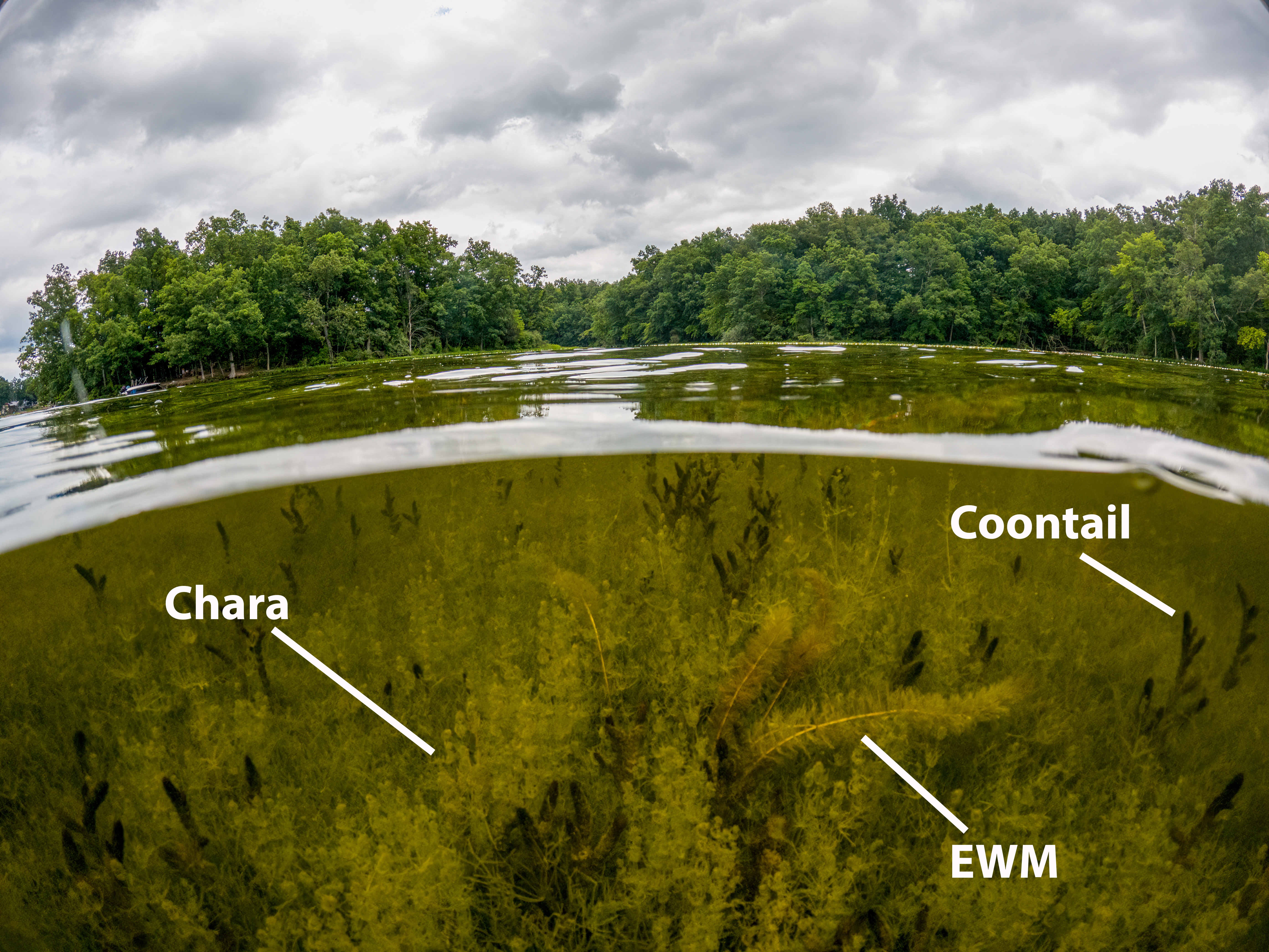 Image shows a meadow of Chara growing in a mixed plant community, with coontail and the invasive species Eurasian watermilfoil.