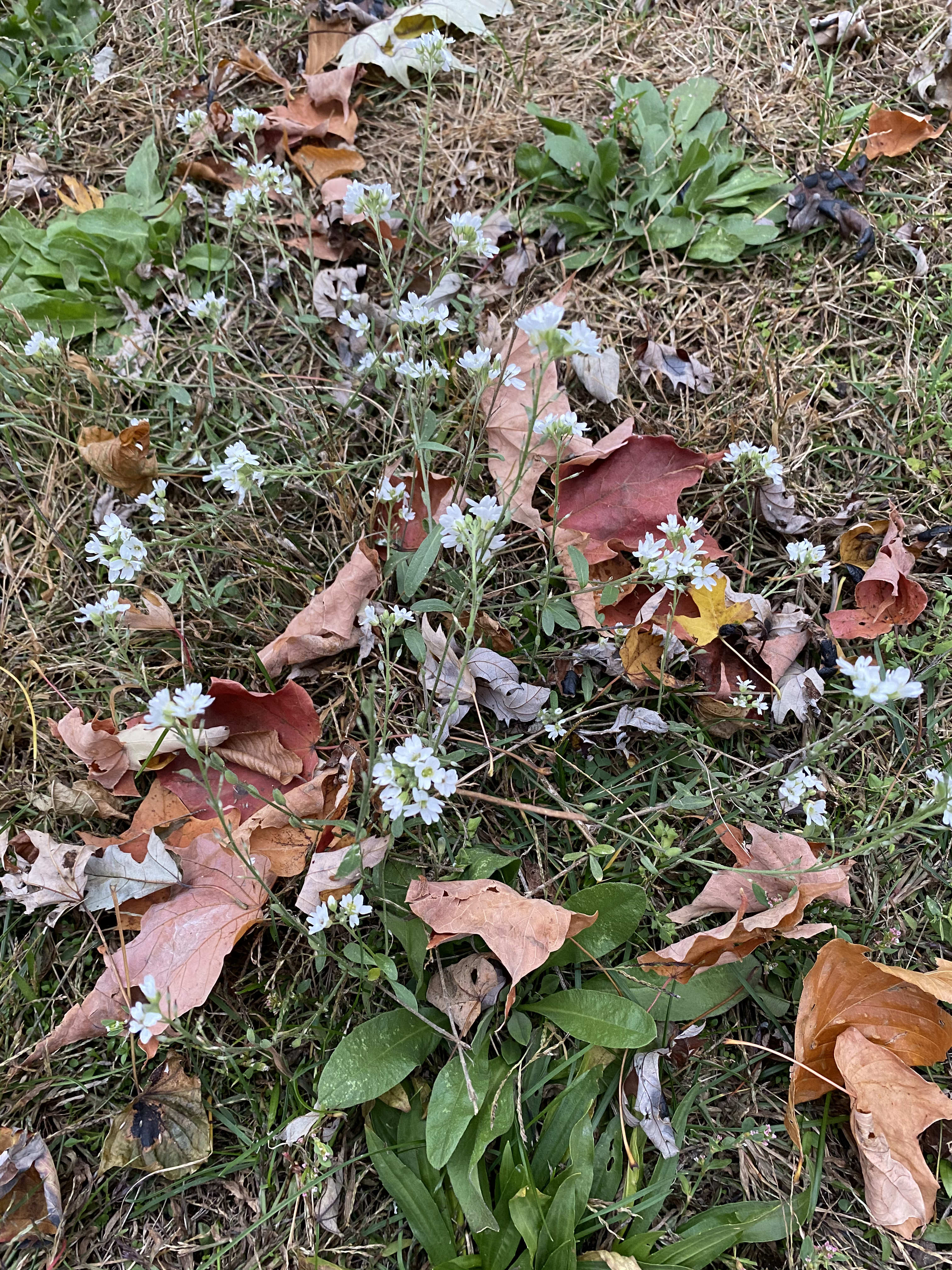 Flowering hoary alyssum plants growing in a sparse lawn.