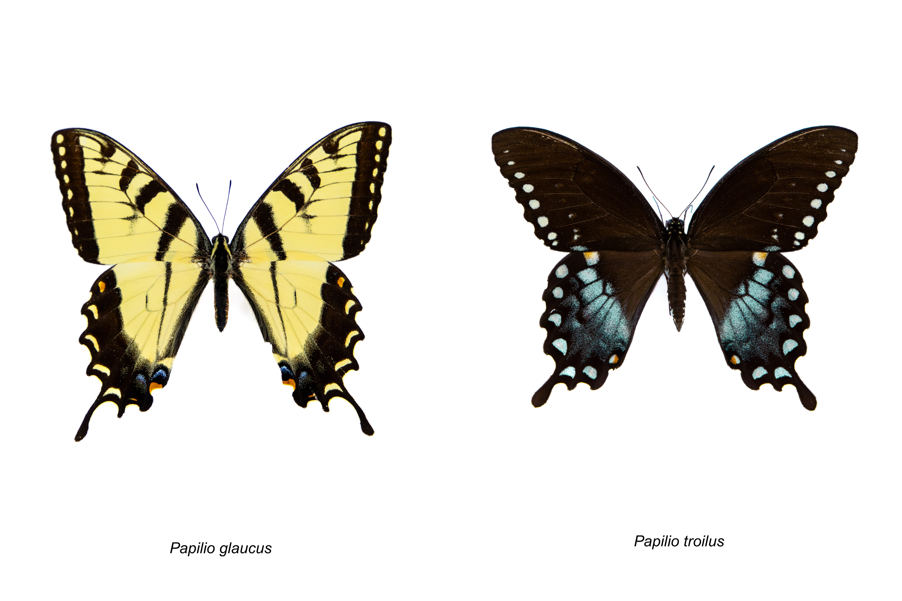 Swallowtails.png