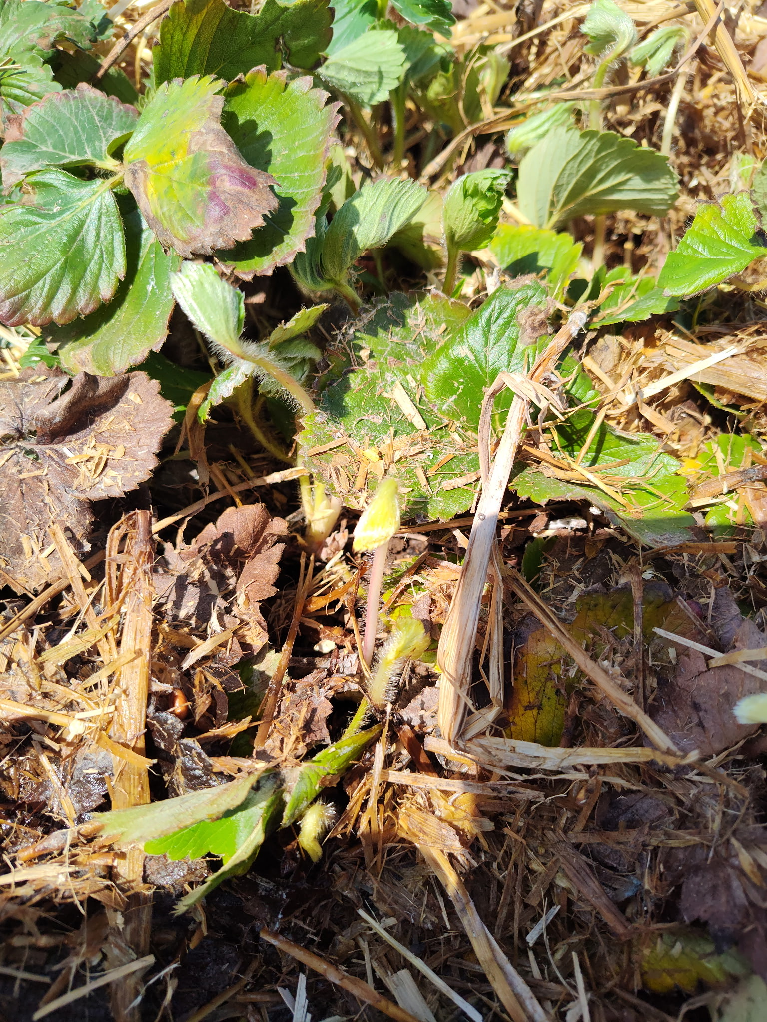Strawberry2_Verellen_April21_2026_Dave.JPG