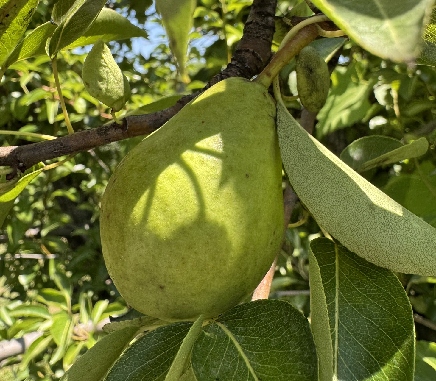 A pear hanging from a tree.
