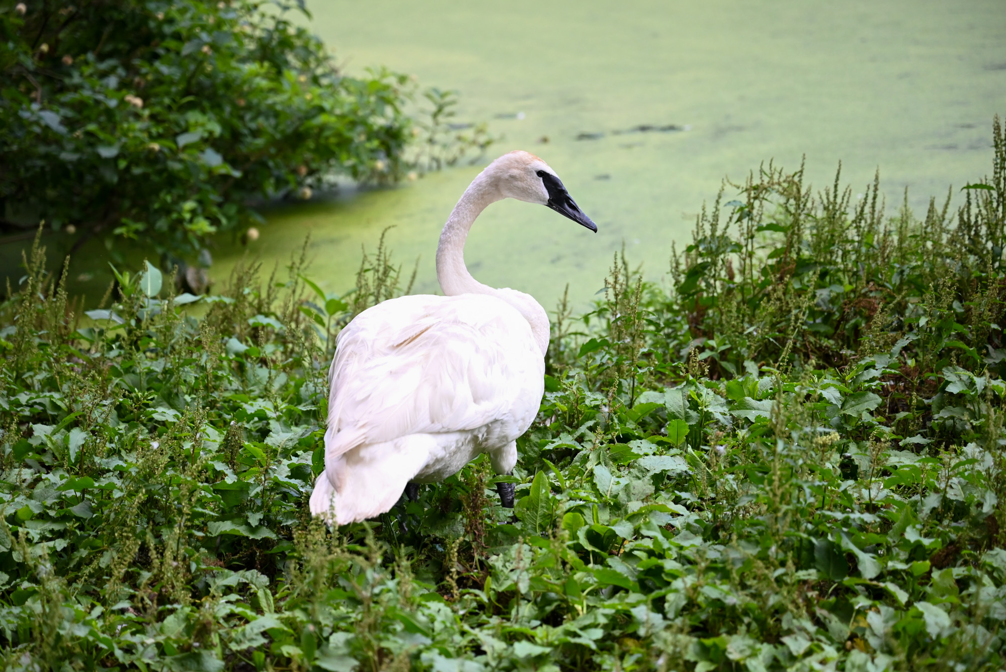 DSC_1046.jpg