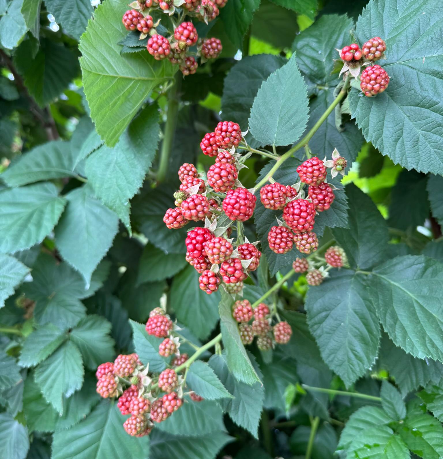 Red colored blackberries growing on a bush.