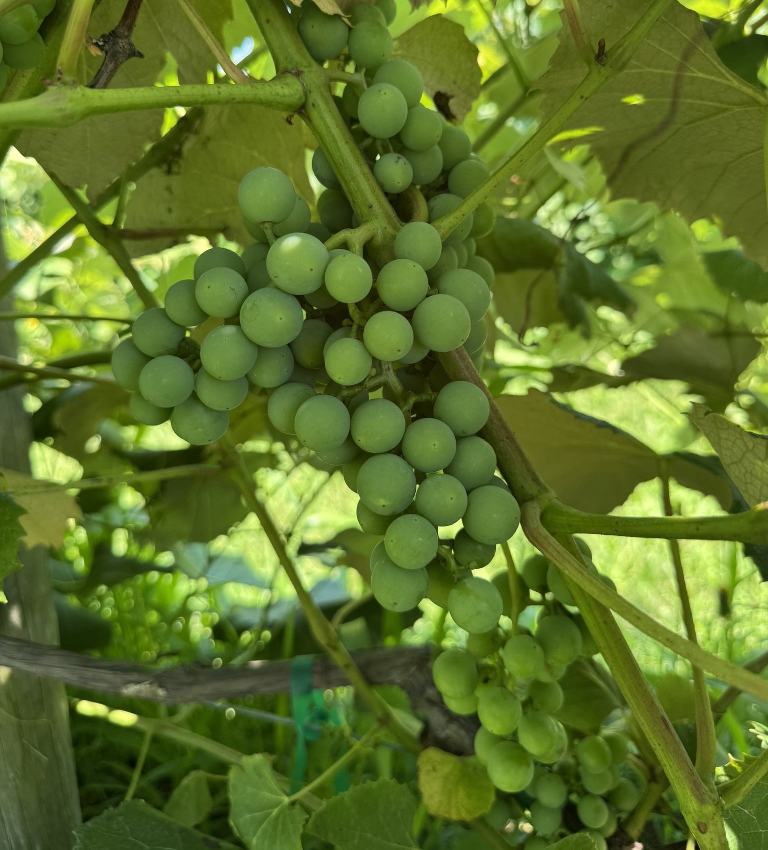 &lsquo;Concord&rsquo; grapes at berry touch