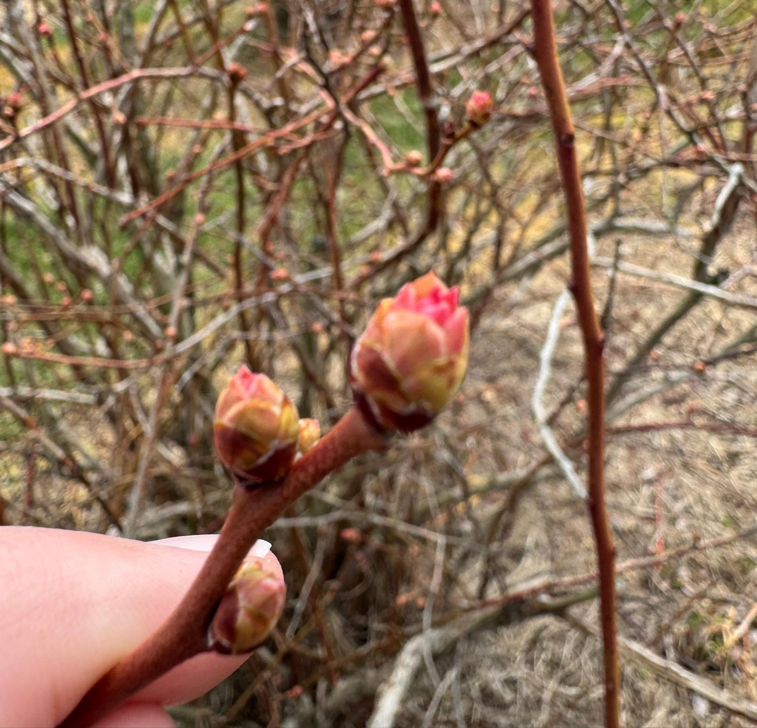 Buds forming on blueberry bushes.