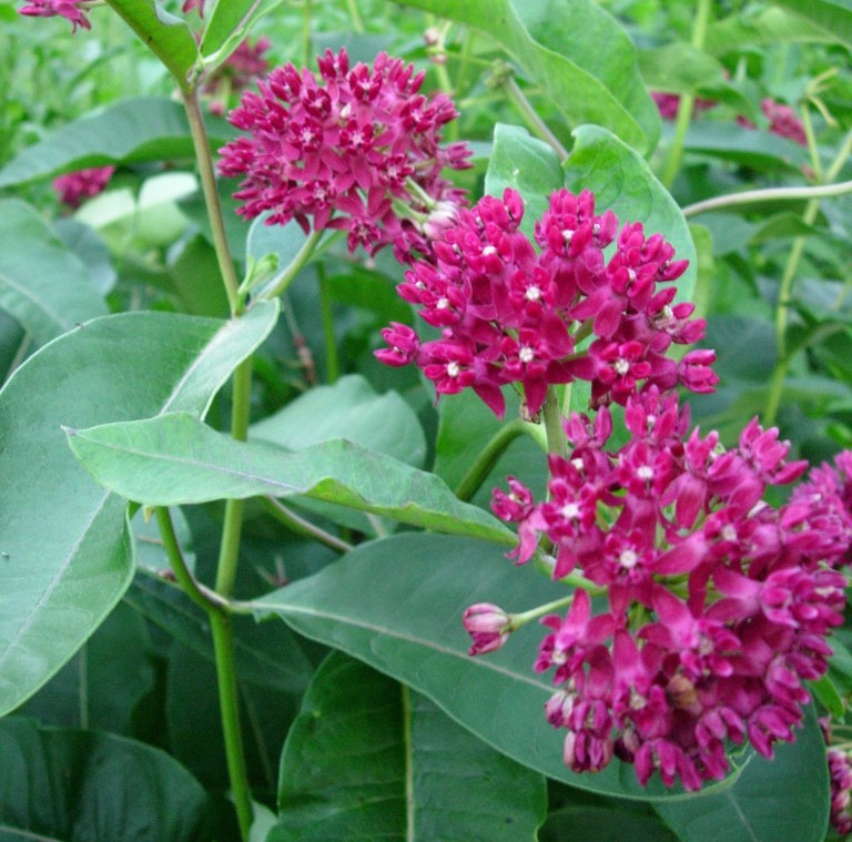 dark purple flower with lots of blooms.