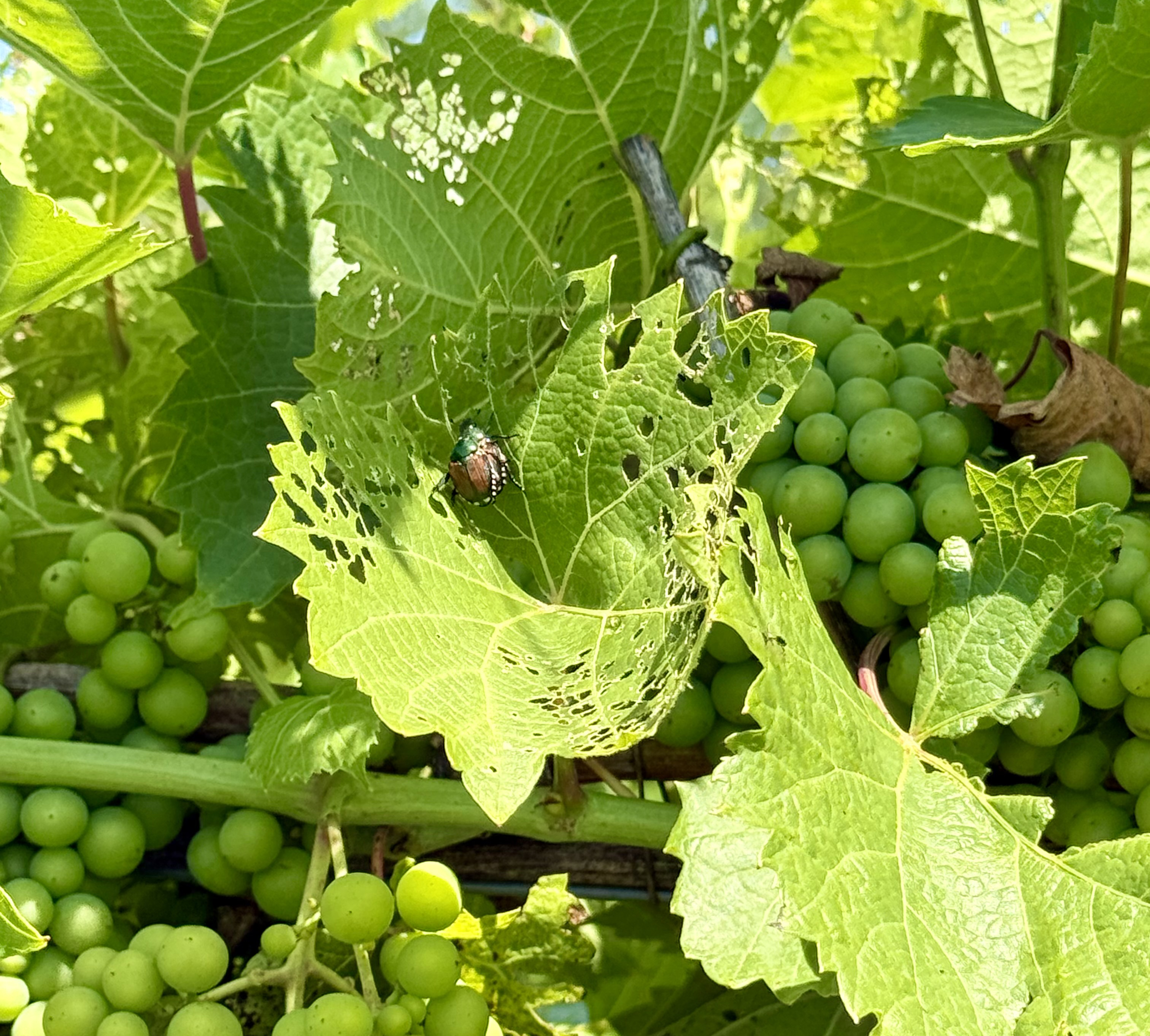 Japanese beetle and feeding damage on a grape leaf.