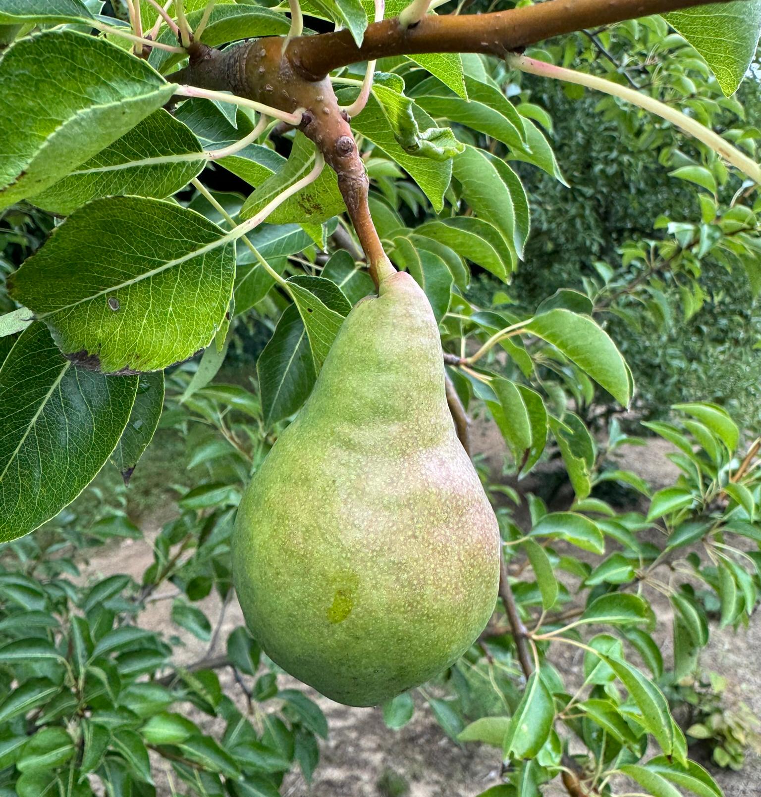 A pear fruit hanging from a tree.