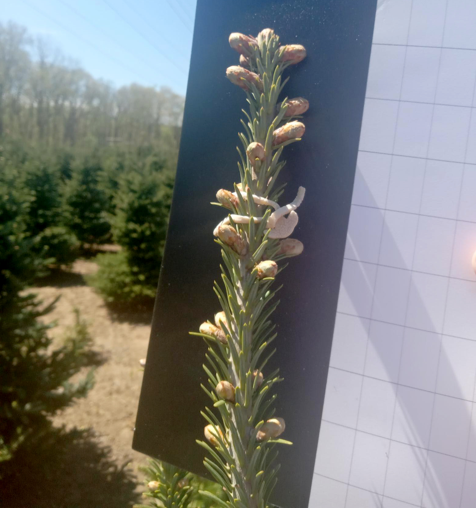 Close-up of a conifer leader with developing buds next to a black sticky card trap; a pale larva is visible on the needles, with a plantation background out of focus.