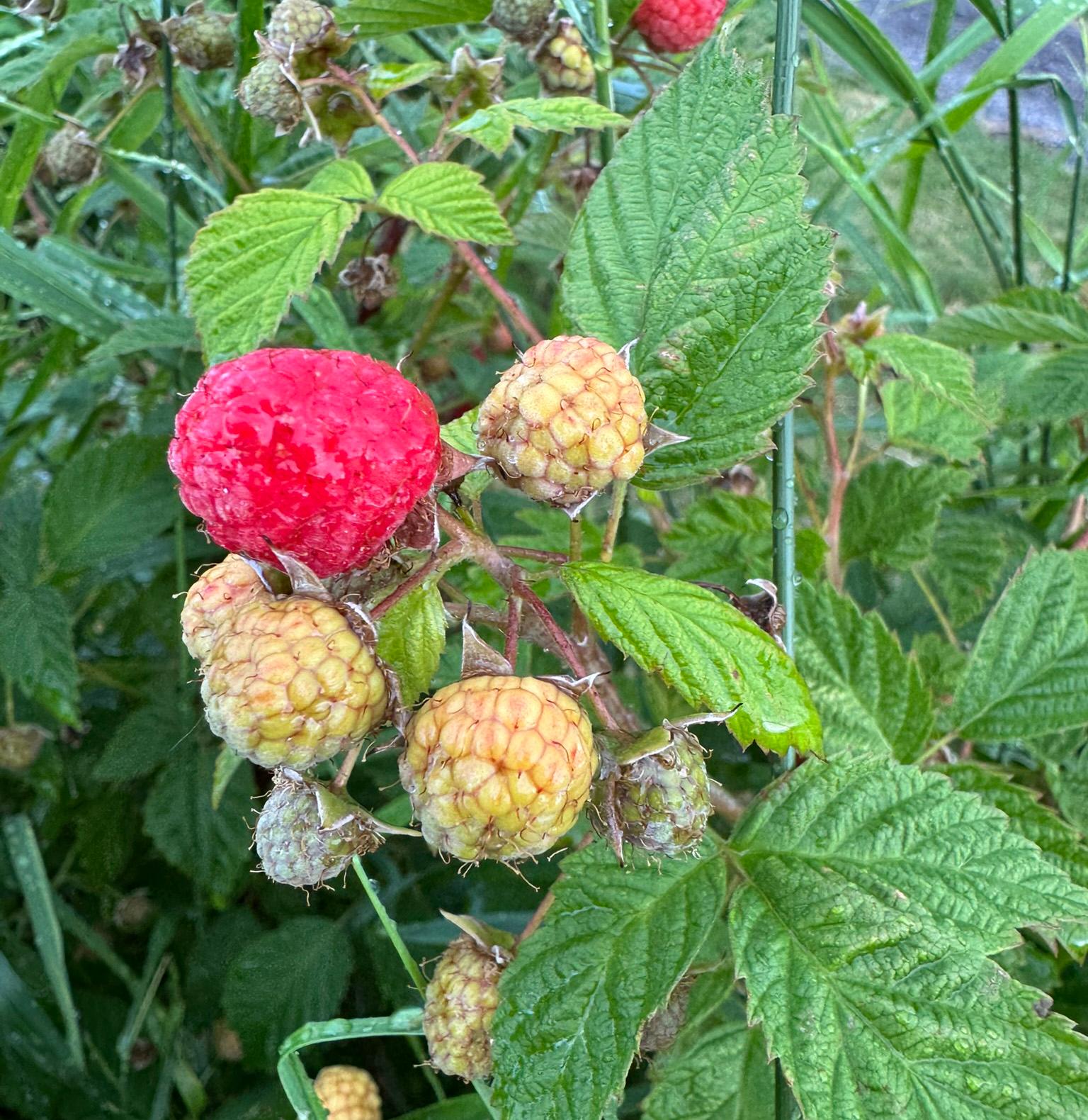 Red raspberries growing.