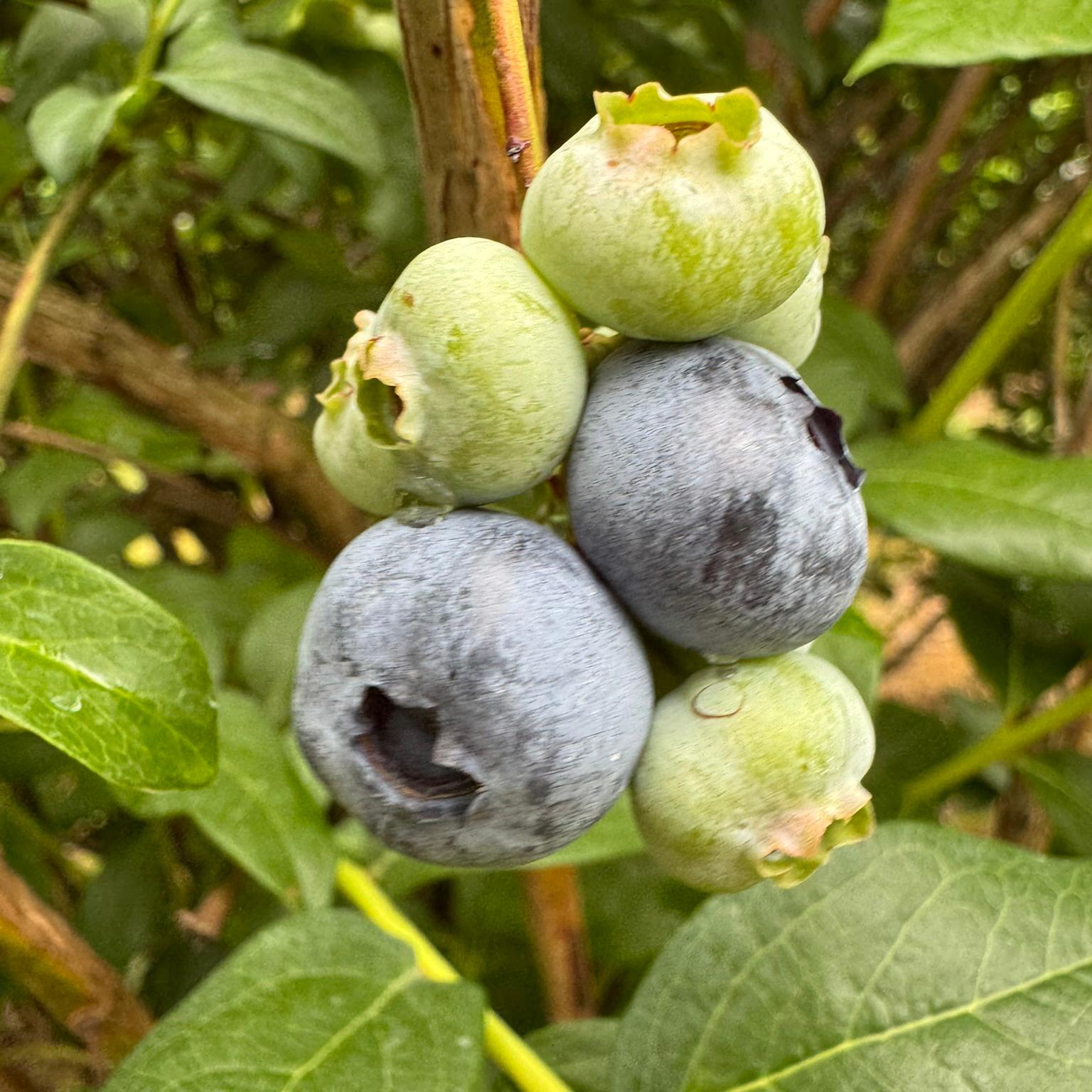 Blueberries starting to color.