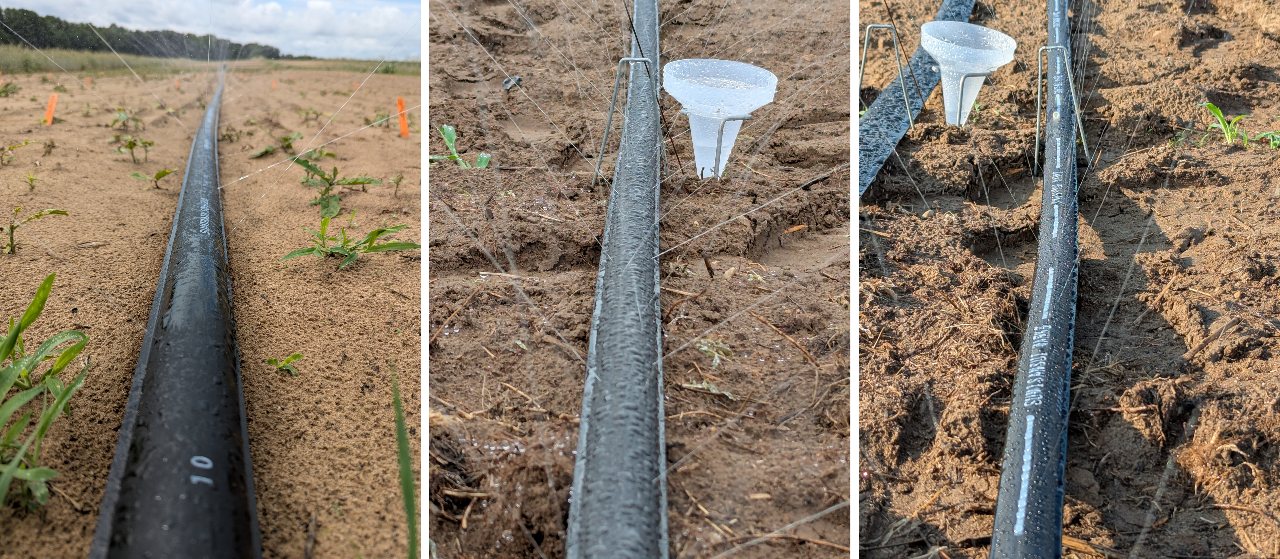 Close-up views of black drip irrigation tubing laid on sandy soil, with fine streams of water spraying upward from emitters near small seedlings.