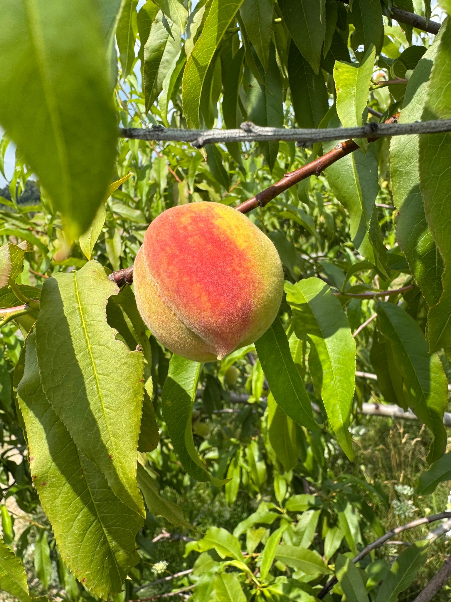 An almost-ripe peach