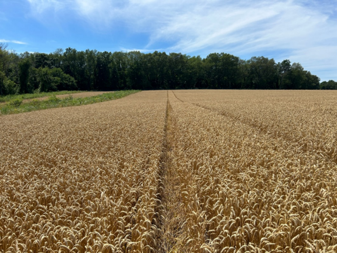 A wheat field with a neighboring prairie strip. Wheat is golden yellow.