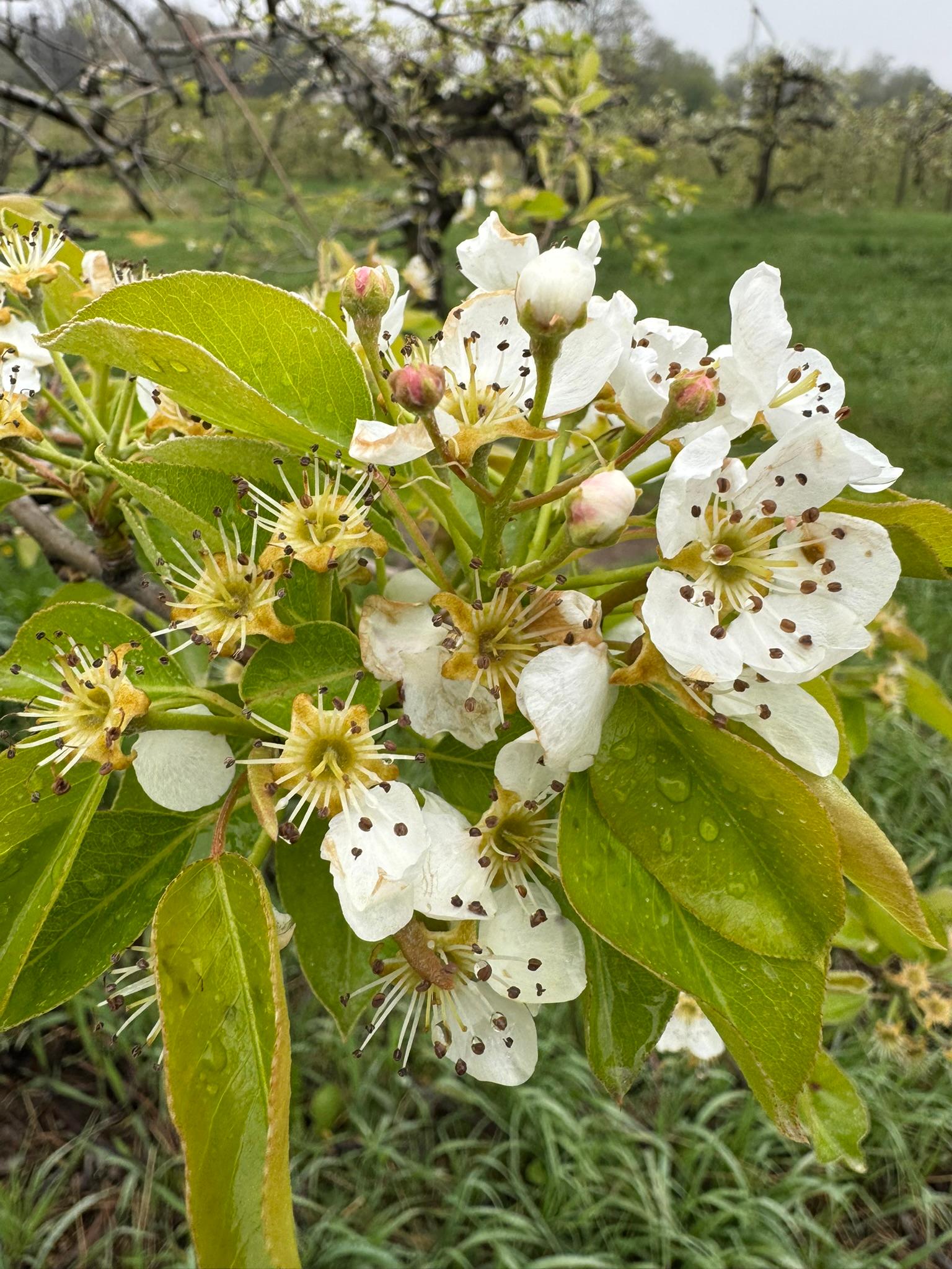 Pear_Bartlett_Spicers_May5_2025.JPEG
