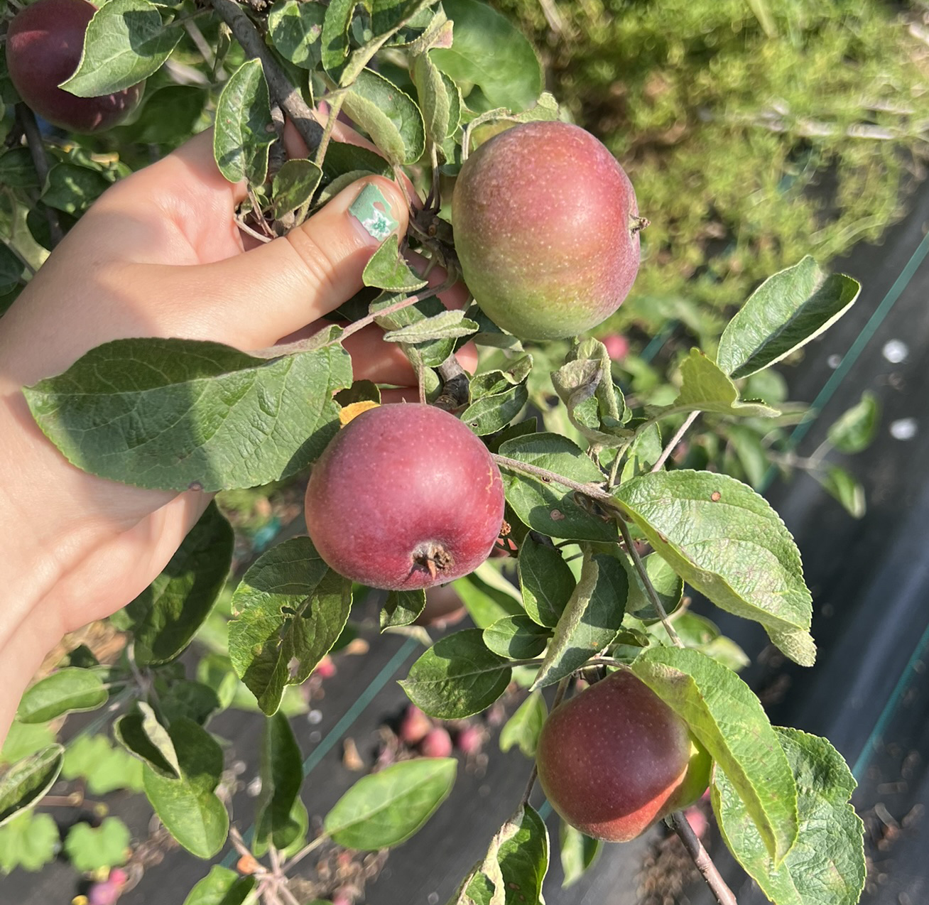 RubyMac apple fruit dangling from a branch.