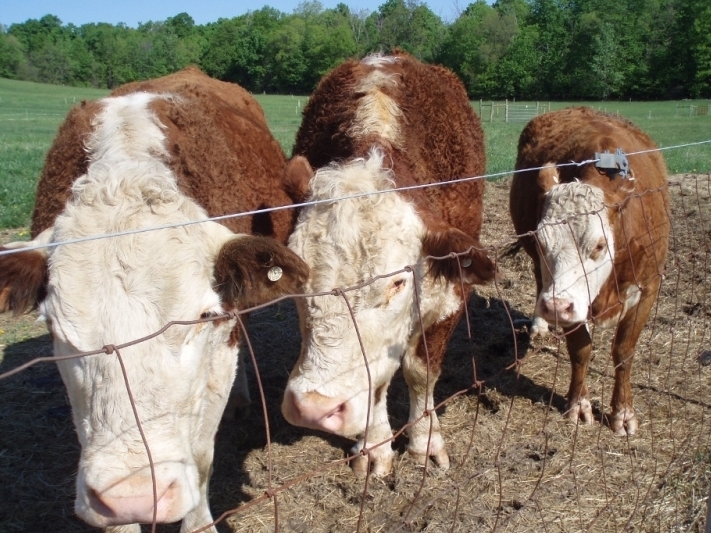 A photo of three cows standing behind a wire fence.