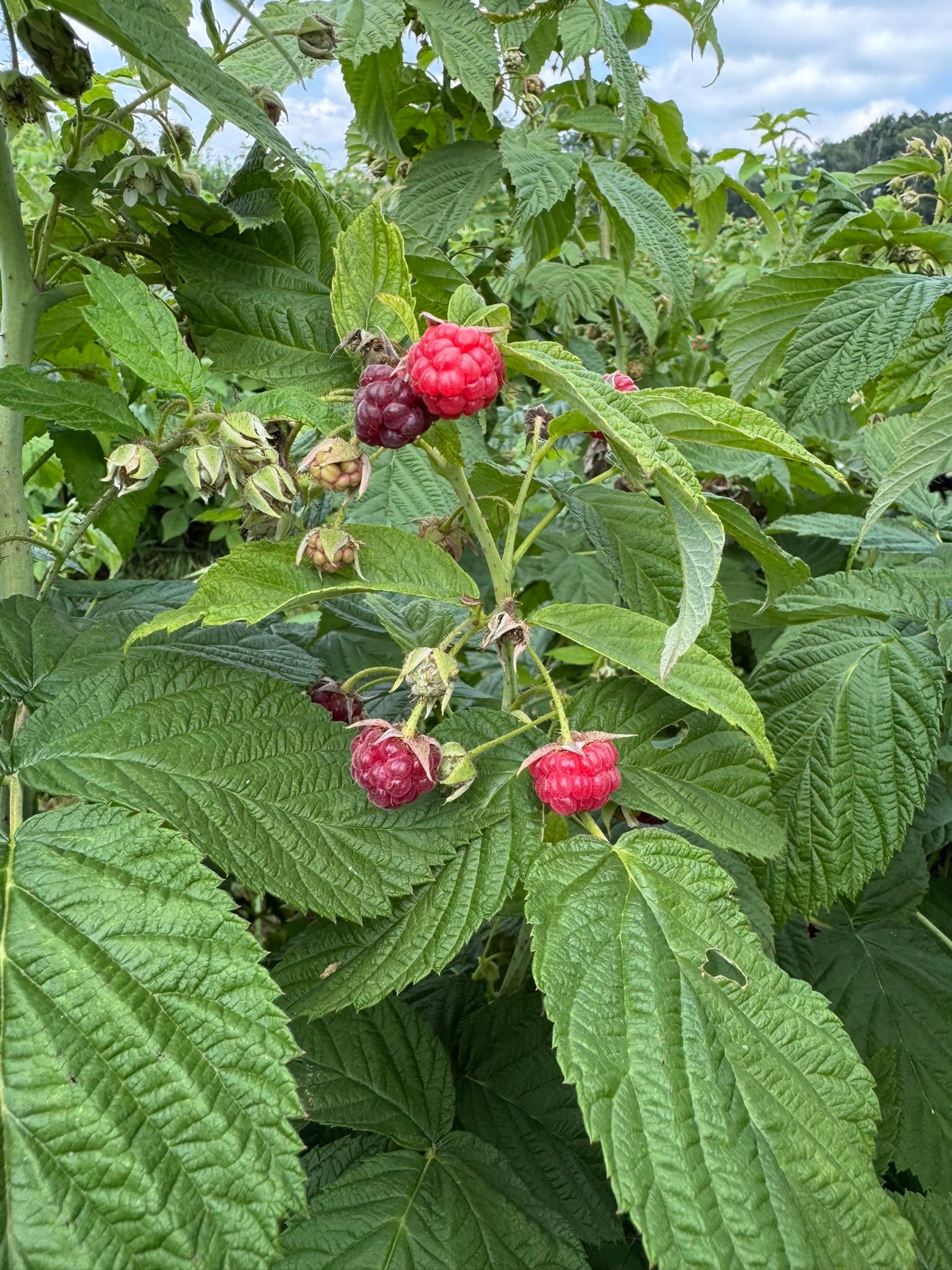 Ripe and unripe raspberries on a bush. 