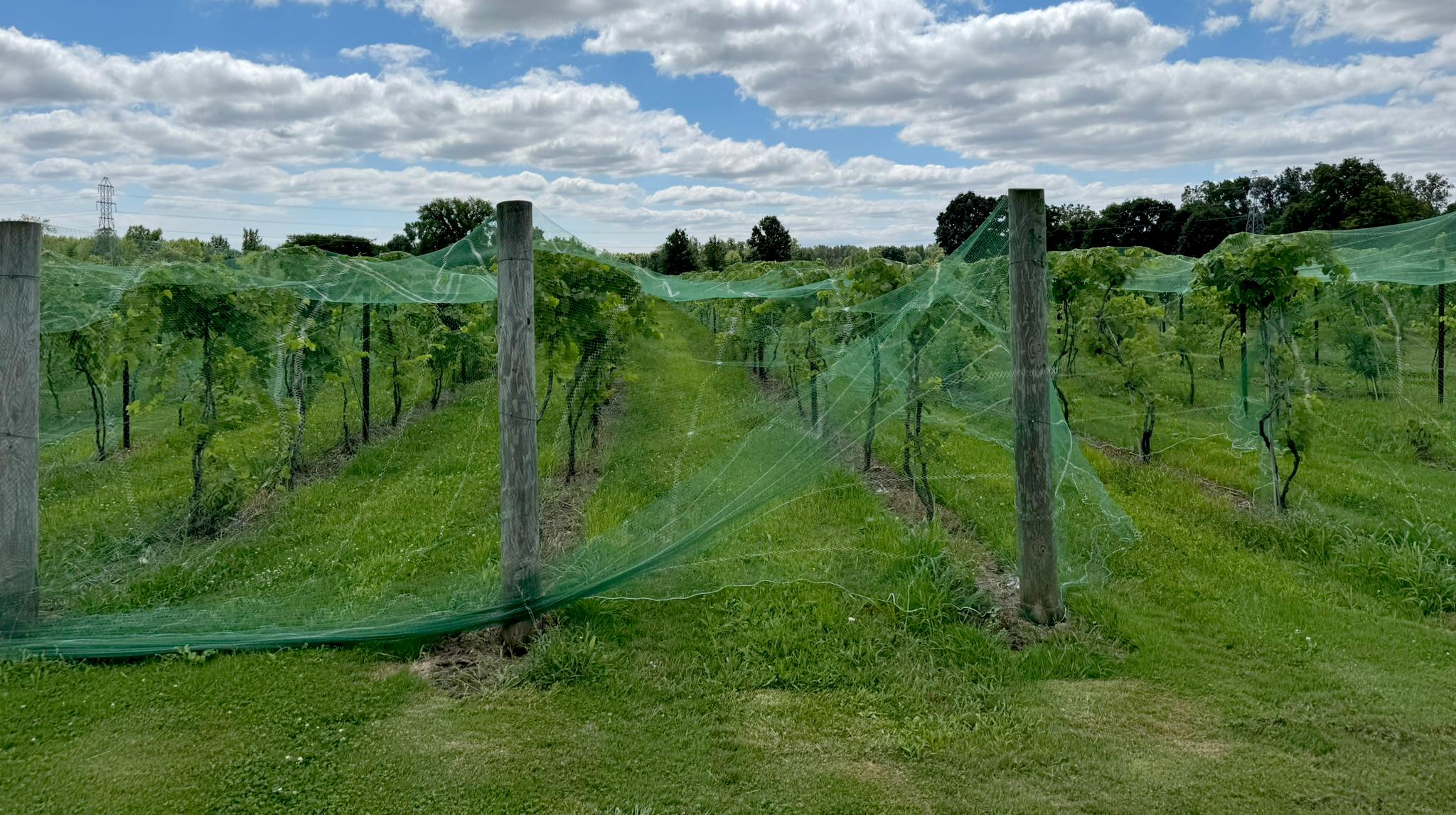 A vineyard row covered with green bird netting stretched between wooden posts, with grapevines growing beneath under a partly cloudy sky.
