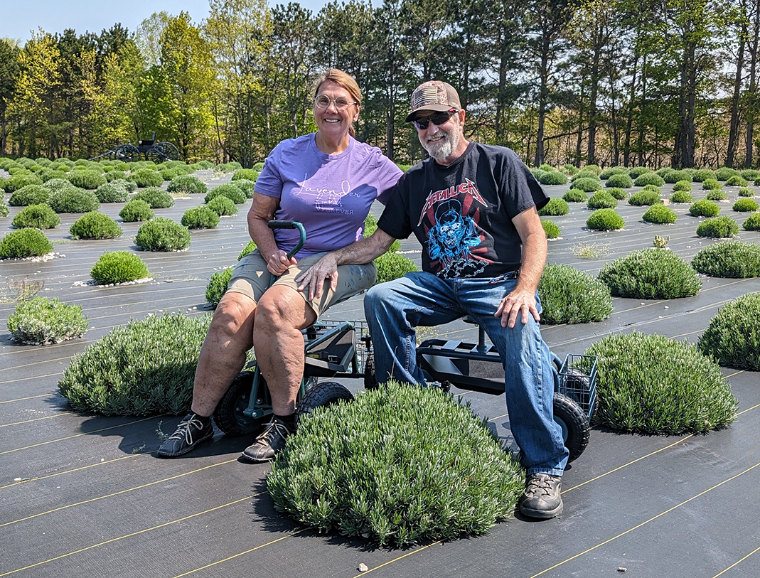 Two people seated on rolling seated carts in a field of lavender with a row of trees in the background