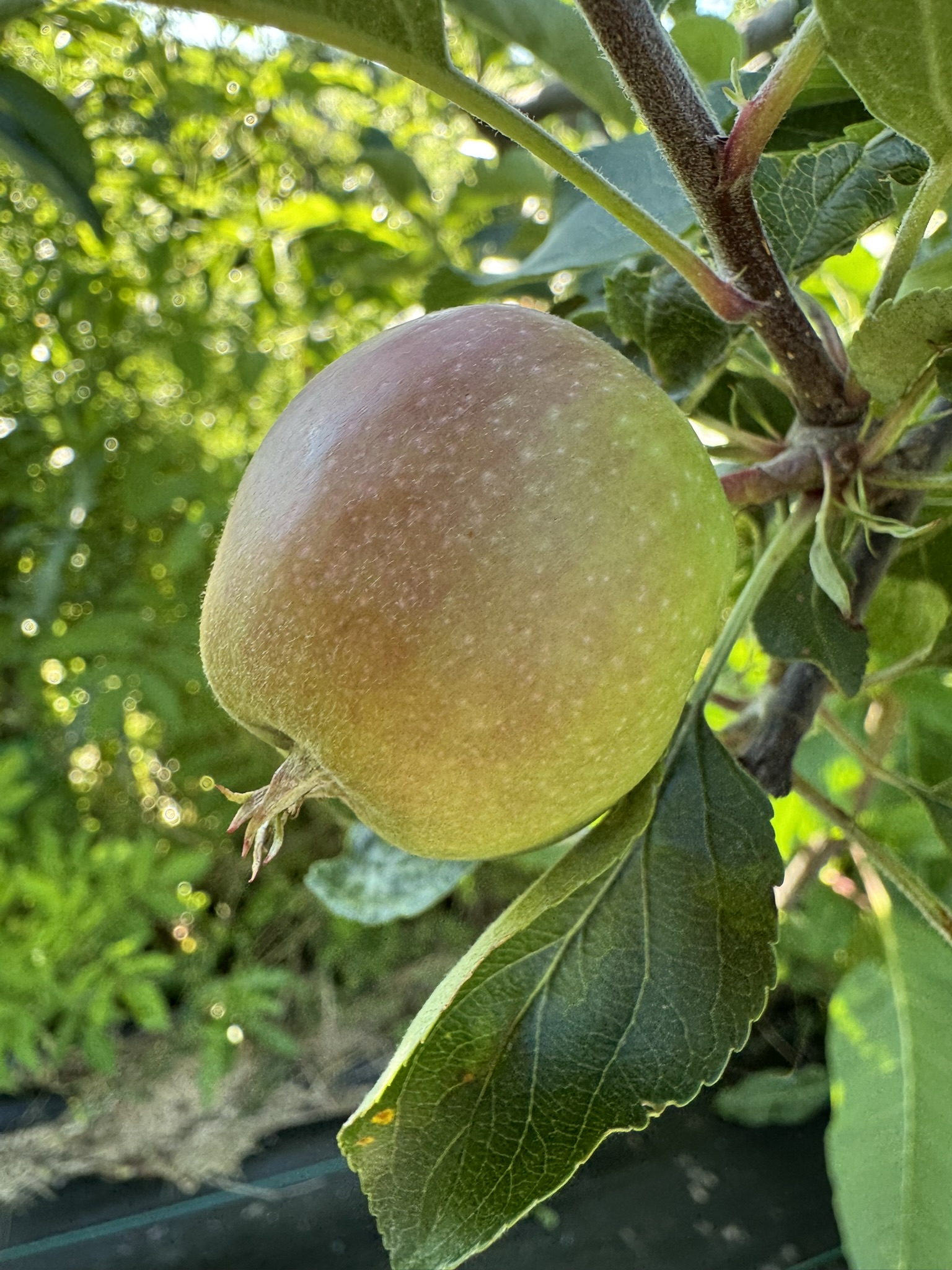 A green apple growing on a tree and beginning to turn red.