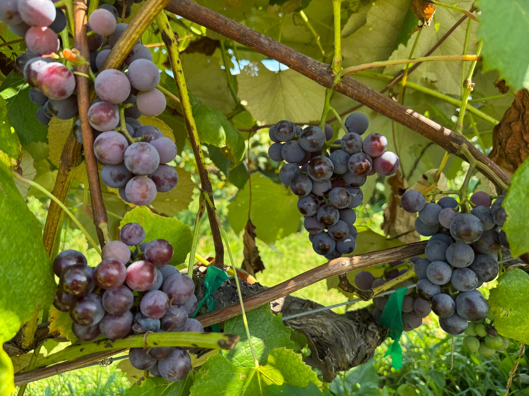 Grape_Concord_Spicers_September8_2025.JPEG