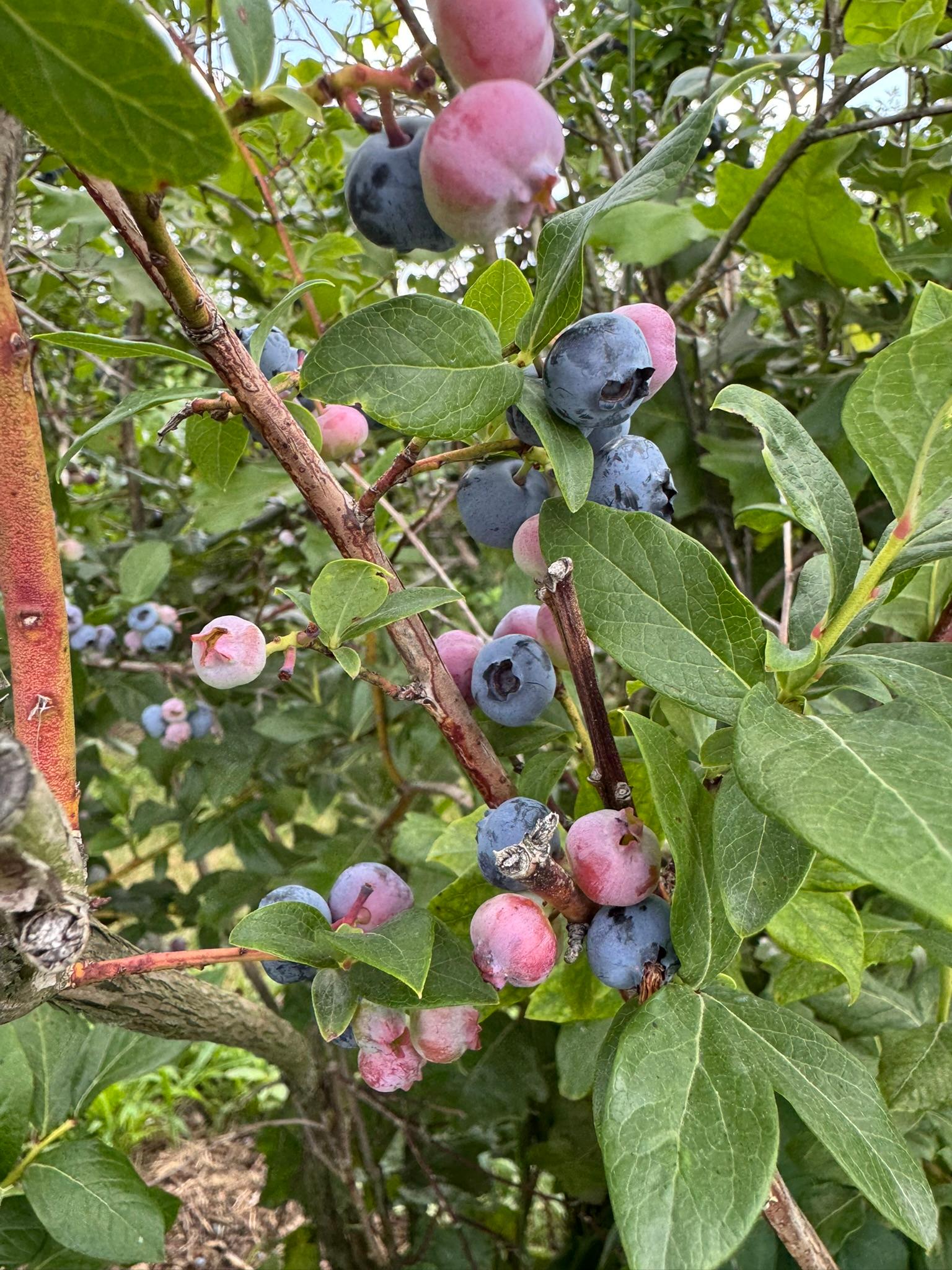 A mixture of ripe and unripe blueberries. 