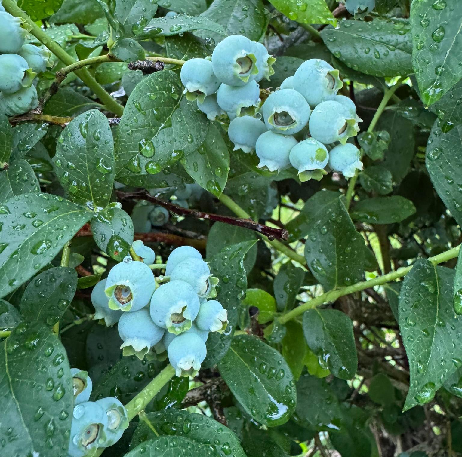 Rain covered blueberries and leaves.