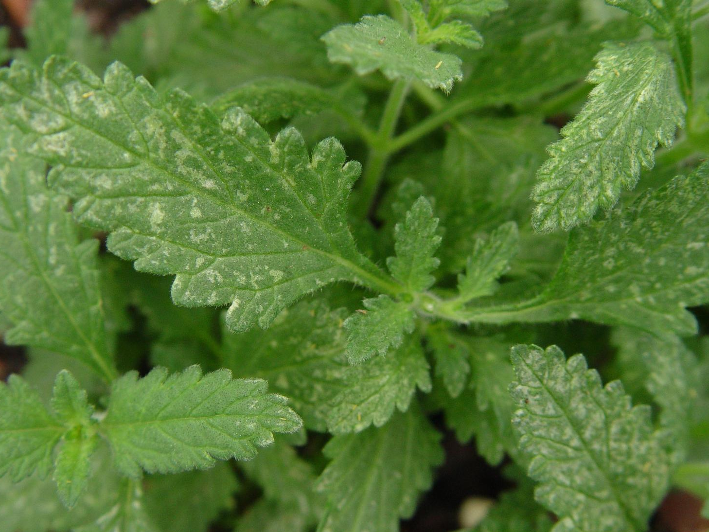 Silver blotchy patches on green plant foliage.
