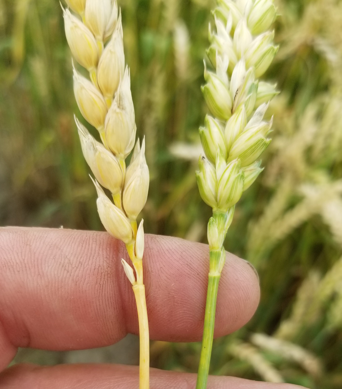 A hand holding two stalks of wheat
