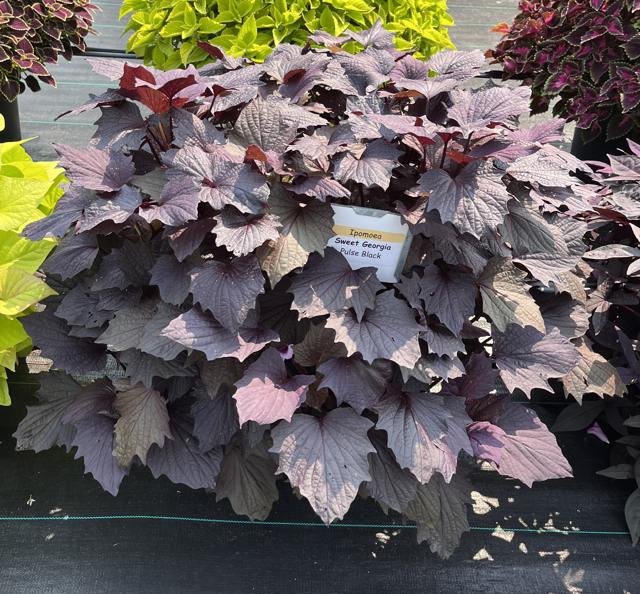 Large container of Ipomoea ‘Sweet Georgia Pulse Black’ with dense, dark purple foliage, displayed outdoors with other ornamental plants in the background.