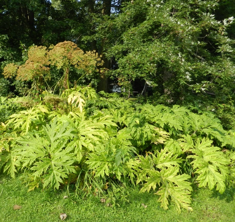 The photo is of a group of giant hogweed plants growing along a wooded area.