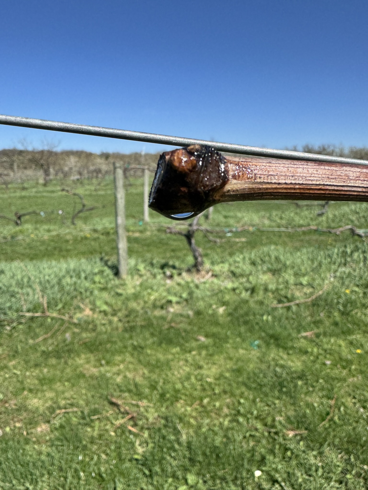 Grape_Niagara2_Spicers_April20_2026.JPEG